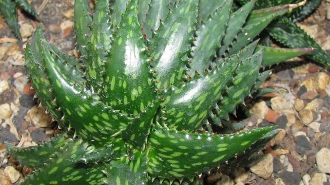 Aloe-jucunda-bild