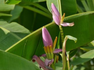 Bananenpflanze-Ableger-baum