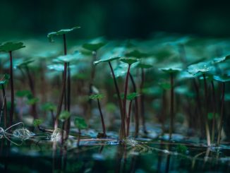 Bewurzelungspulver-pflanze