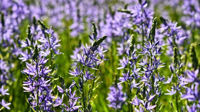 Camassia leichtlinii