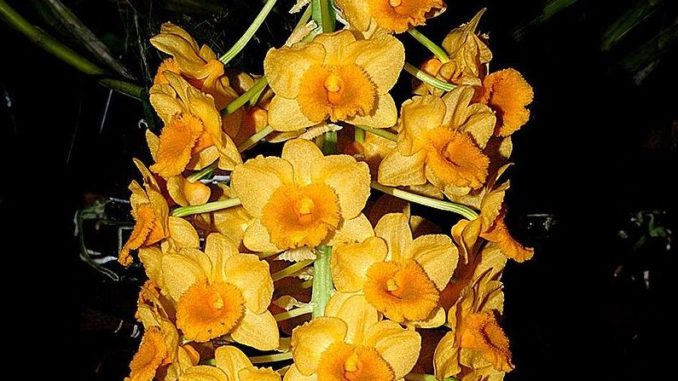 Dendrobium-densiflorum_Orchi