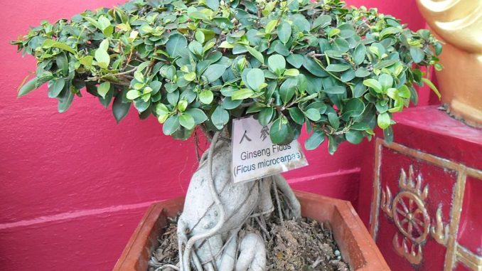 Ficus-retusa-bild Ficus-retusa-bild