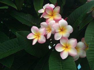 Frangipani verzweigen