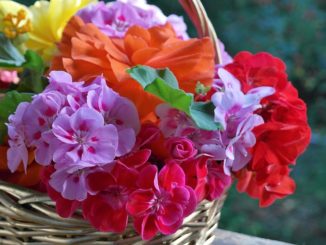 Geranien-was-tun-gegen-rost