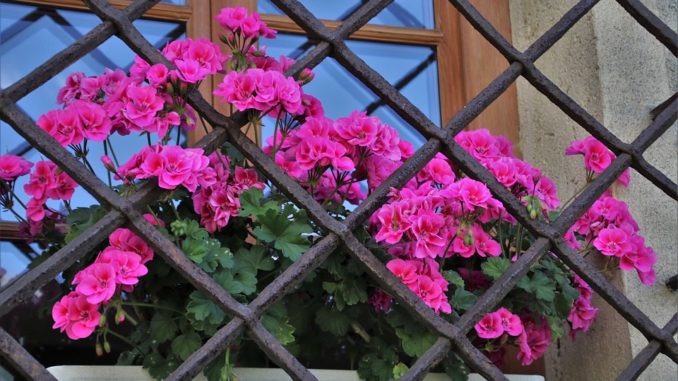 Geranien-zum-verschoenern