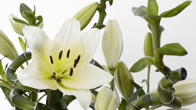 Glücksbambus mit Blume