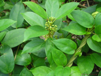 Gymnema-Sylvestre-pflanze