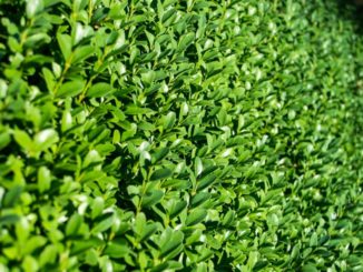 Hecken beschnitten von einer Heckenschere für dicke Äste