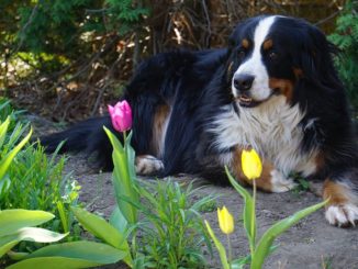 Hund im Schatten im Garten