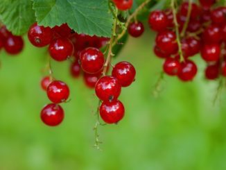 Johannisbeere-umpflanzen