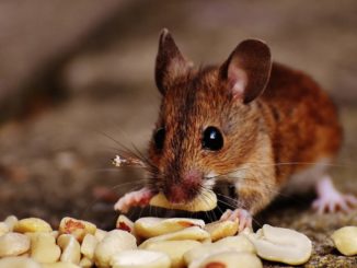 Maus frisst Vorräte