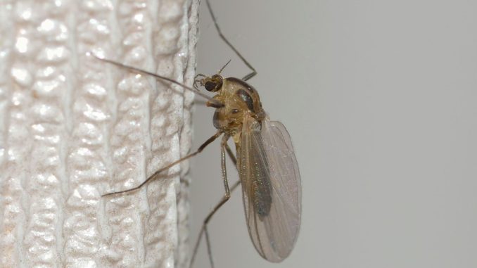 Mueckennetze Mueckennetze