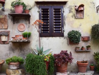 Pflanzebestimmungs-eBook-sträucherbestimmungsbuch