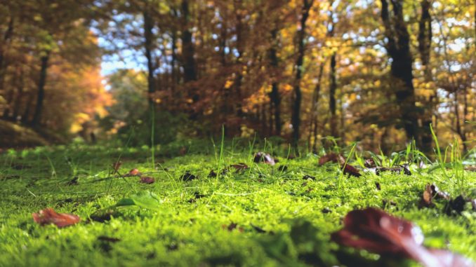 Pflanzen im Wald bestimmen
