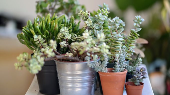 Pflanzenbestimmungsbuch-für-den-haushalt