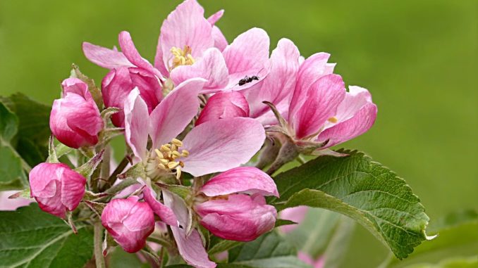 Phylliopsis × hillieri