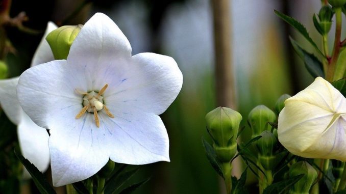 Platycodon grandiflorus-ballonblume-bild