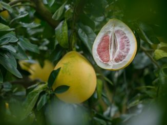 Wann ist die Pomelo reif?