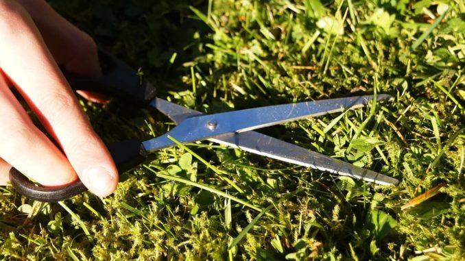 Rasenentmooser Mit einer Schere wird der Rasen geschnitten, man koennte aber auch einen Entmooser verwenden
