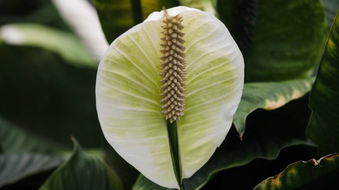 Spathiphyllum-einblatt