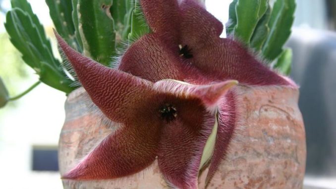 Stapelia desmetiana Stapelia desmetiana