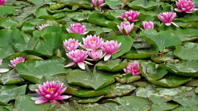 Viele-Wasserlilien