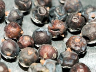 Wacholderbeeren-giftig