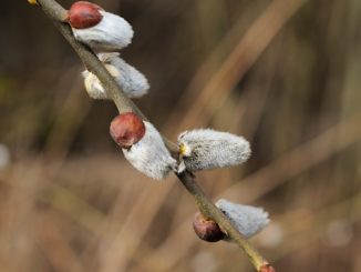 Weidenkätzchen schneiden
