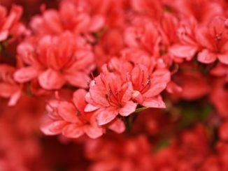 Rhododendron Strauch am blühen