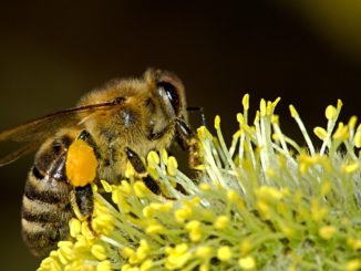 Wildbienen-vertreiben