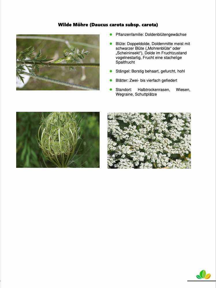 Wilde-Möhre-Buch-eInblick