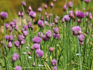 Wilder Schnittlauch mit Blüten