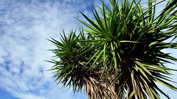 Yucca Palme