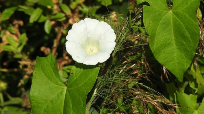 ackerwinde-weiß ackerwinde-weiß