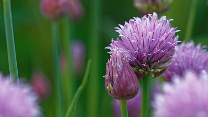 allium-schoenoprasum