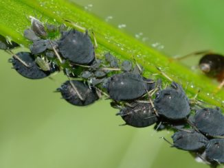 Blattläuse Schädlinge