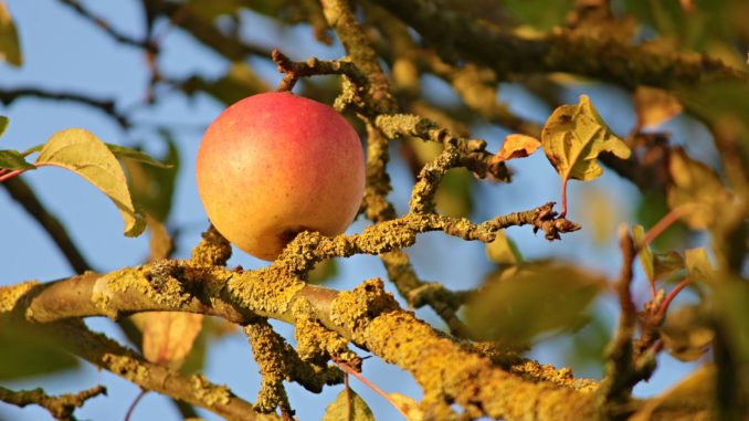 Garten Herbst Apfel Garten Herbst Apfel