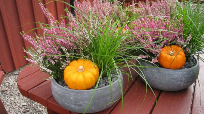 Pflanzenschale Herbst Kürbis