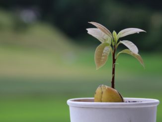 Avocado züchten