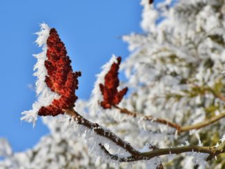 baum-schneiden-frost