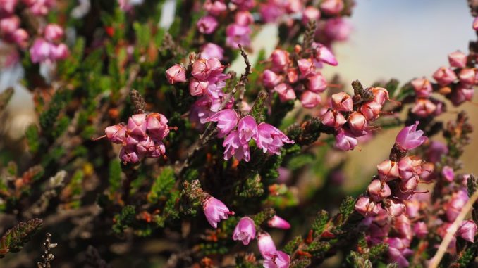 besenkraut-heide-pflanze