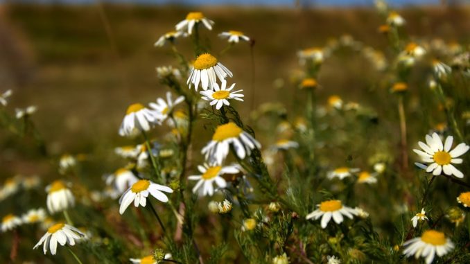 Wildpflanzen bestimmen nach Blütenfarbe