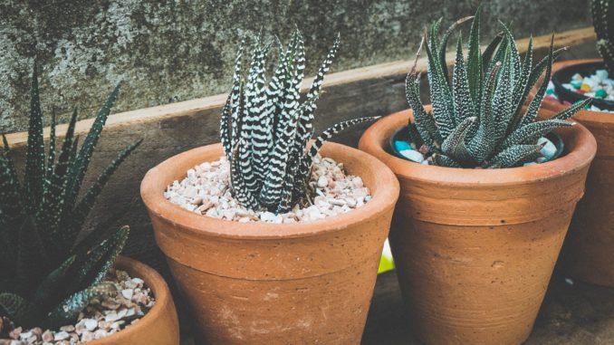 blumenbaenke-und-pflanzentreppe blumenbaenke-und-pflanzentreppe