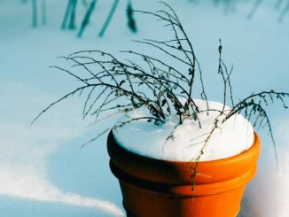 Pflanzkübel winterfest