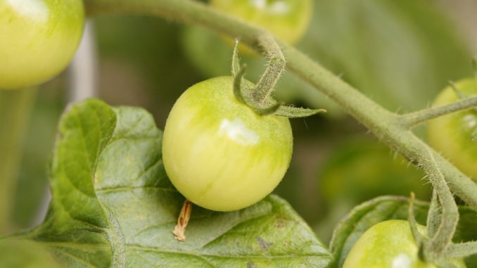 Grüne Tomaten
