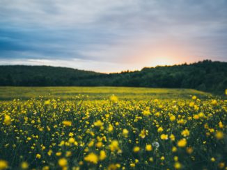 butterblume-pflege-steckbief-tipps