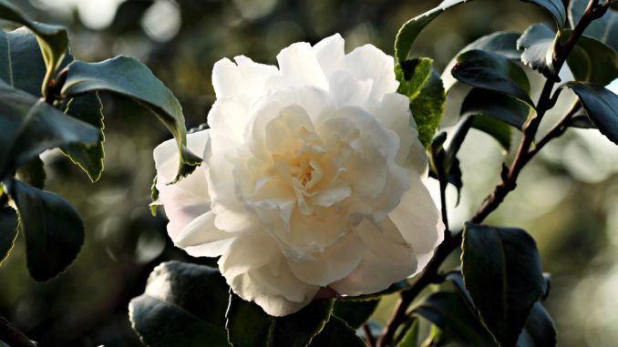 camelia-blume