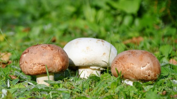 egerling-garten egerling-champignon-zubereiten