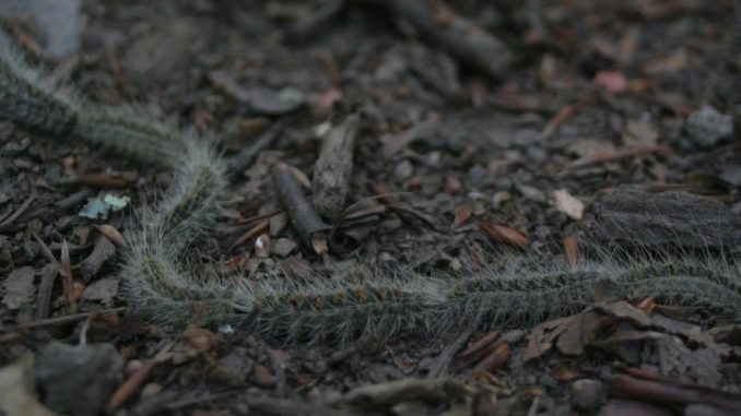 eichenprozessionsspinner-bekämpfen