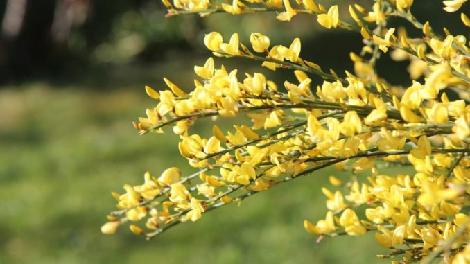 entfernung-von-ginster